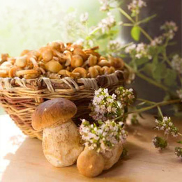 Frische Pilze im Korb